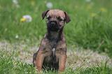 BORDER TERRIER 177